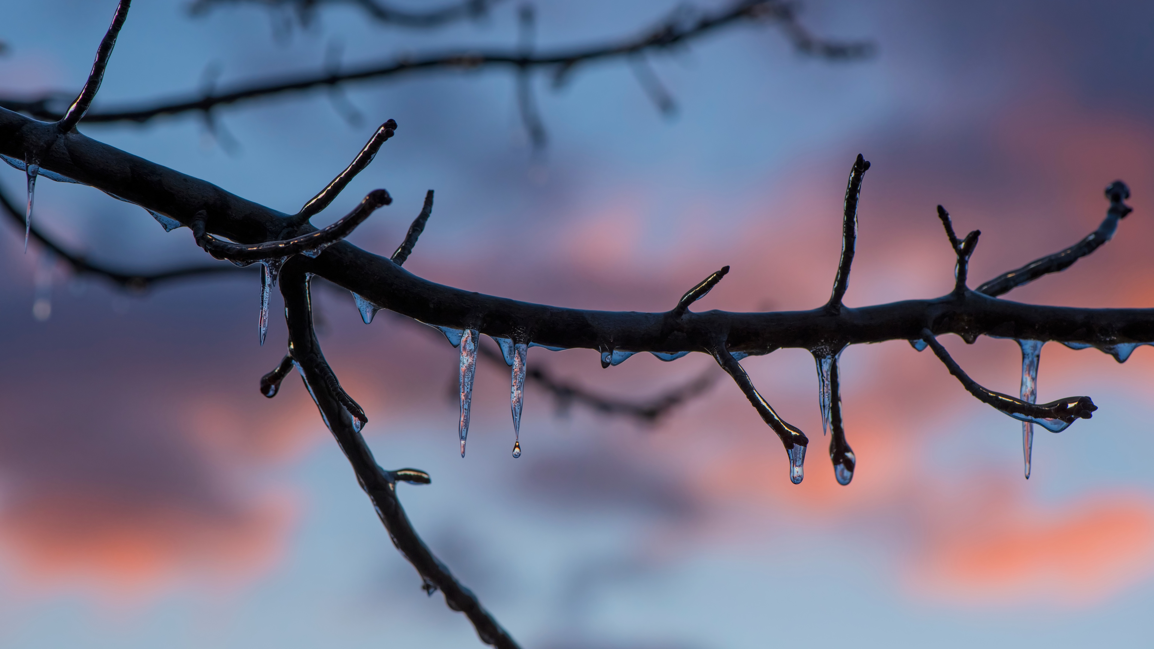 frozen ice melting on tree branch 4k 1540136433