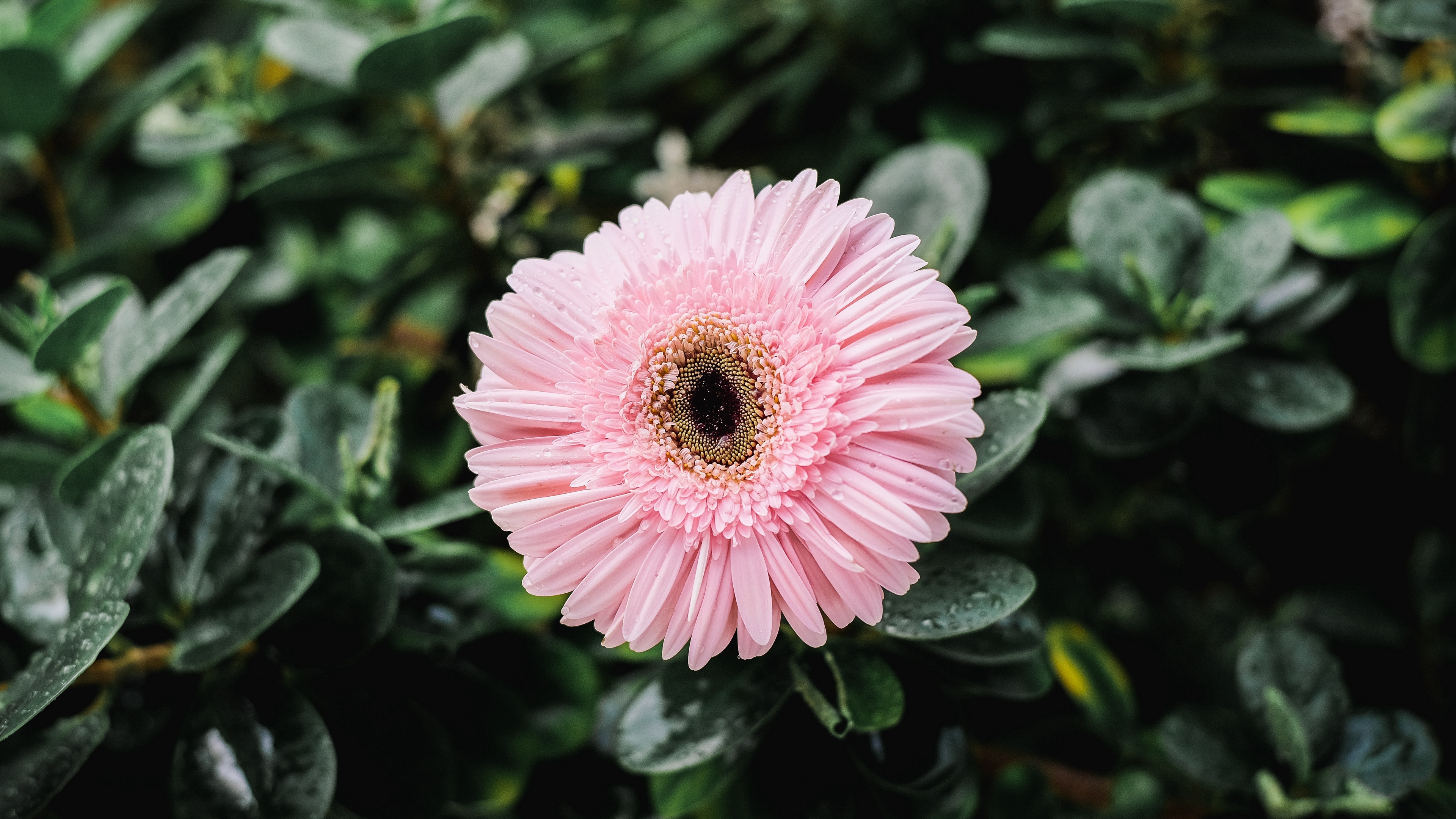 gerbera dew bud petals 4k 1540064489