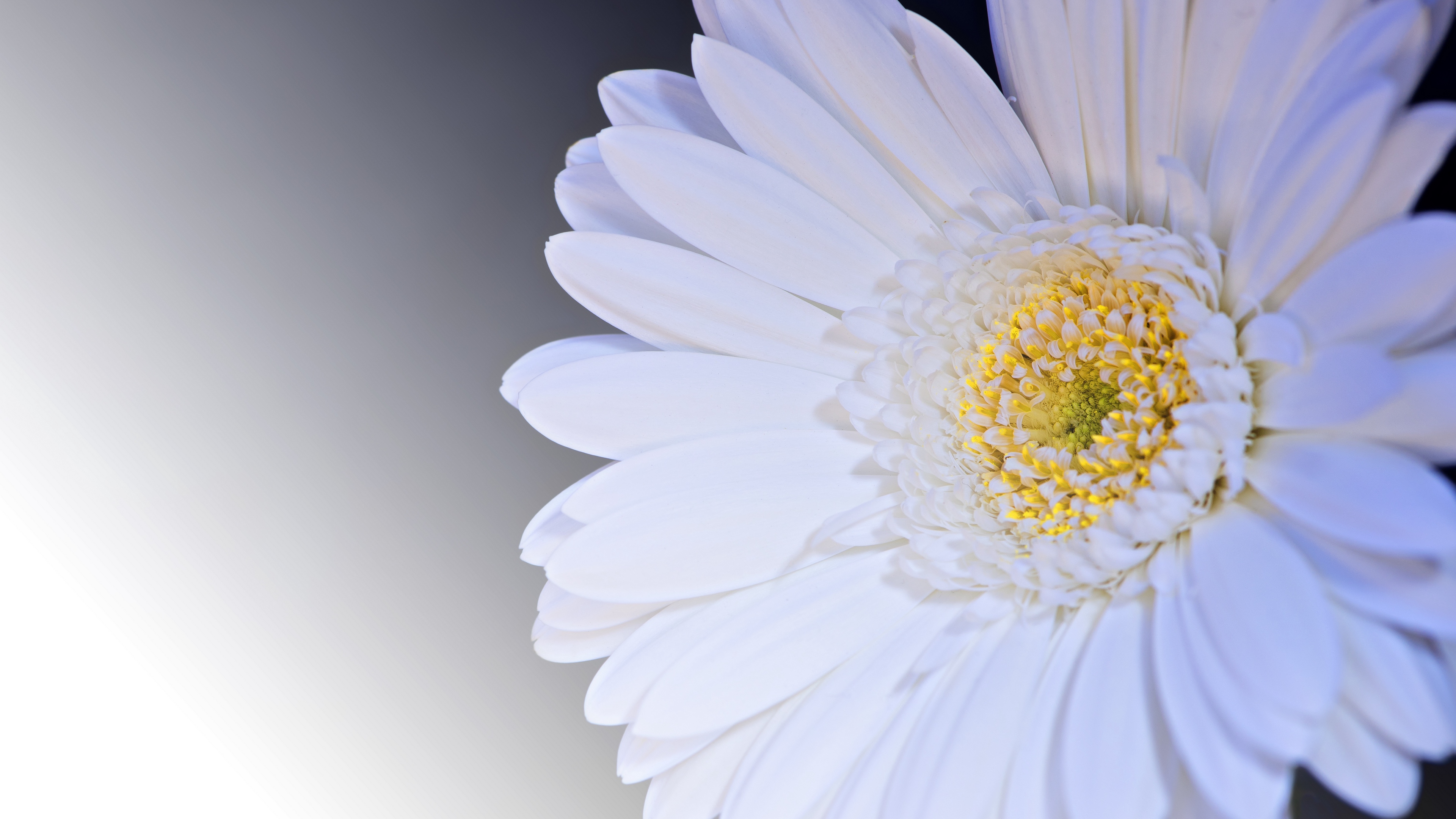 gerbera flower petals white 4k 1540064733