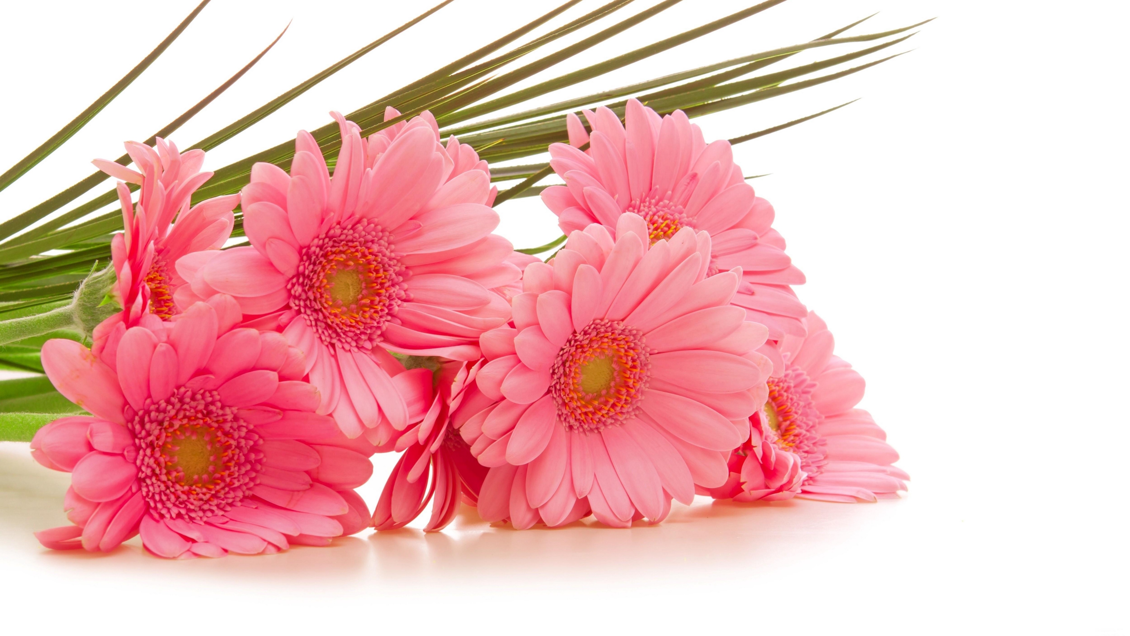 gerbera flowers bouquet pink green 4k 1540064891