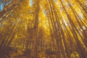 golden fall season forest 5k 1540132656