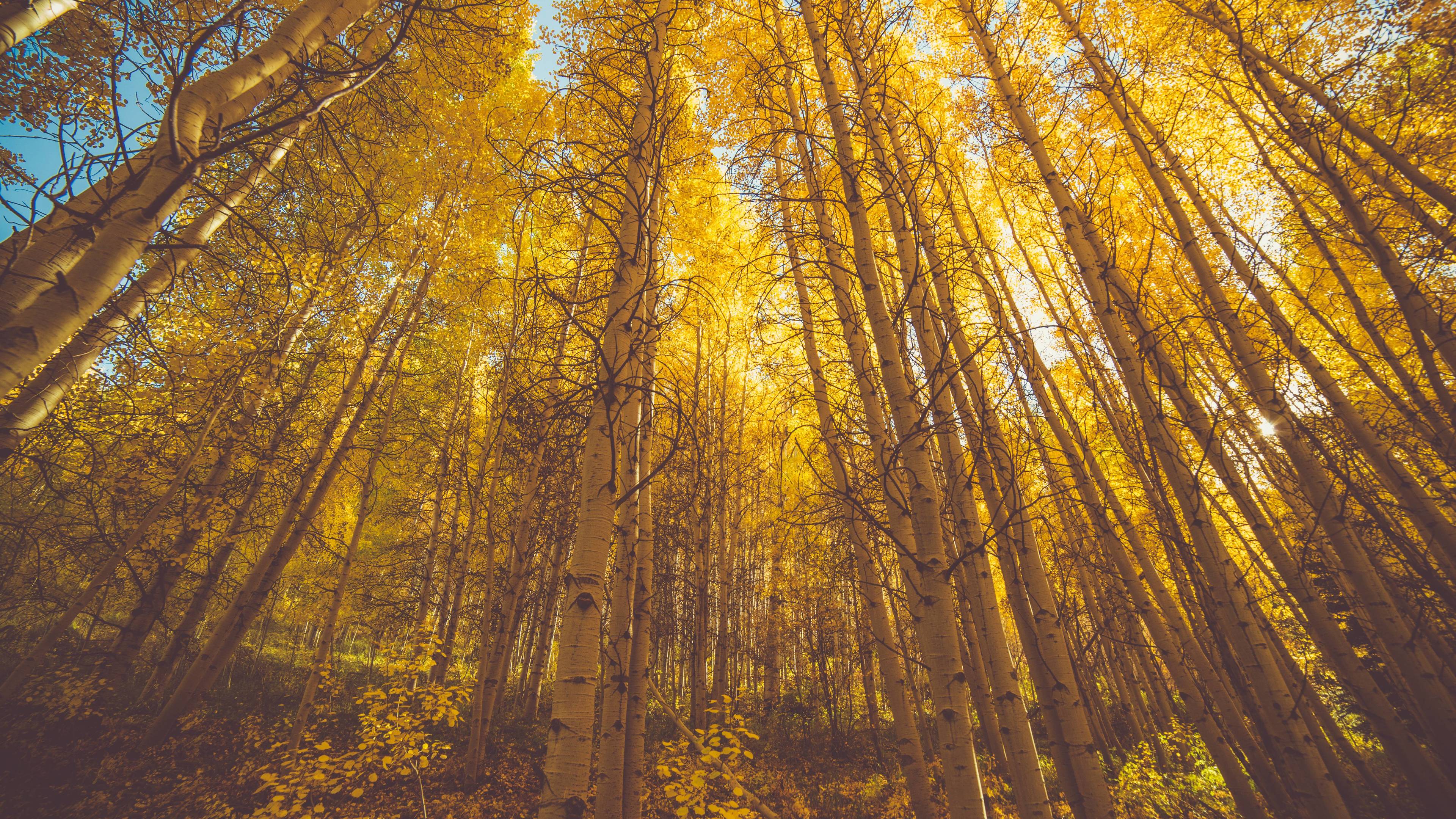 golden fall season forest 5k 1540132656