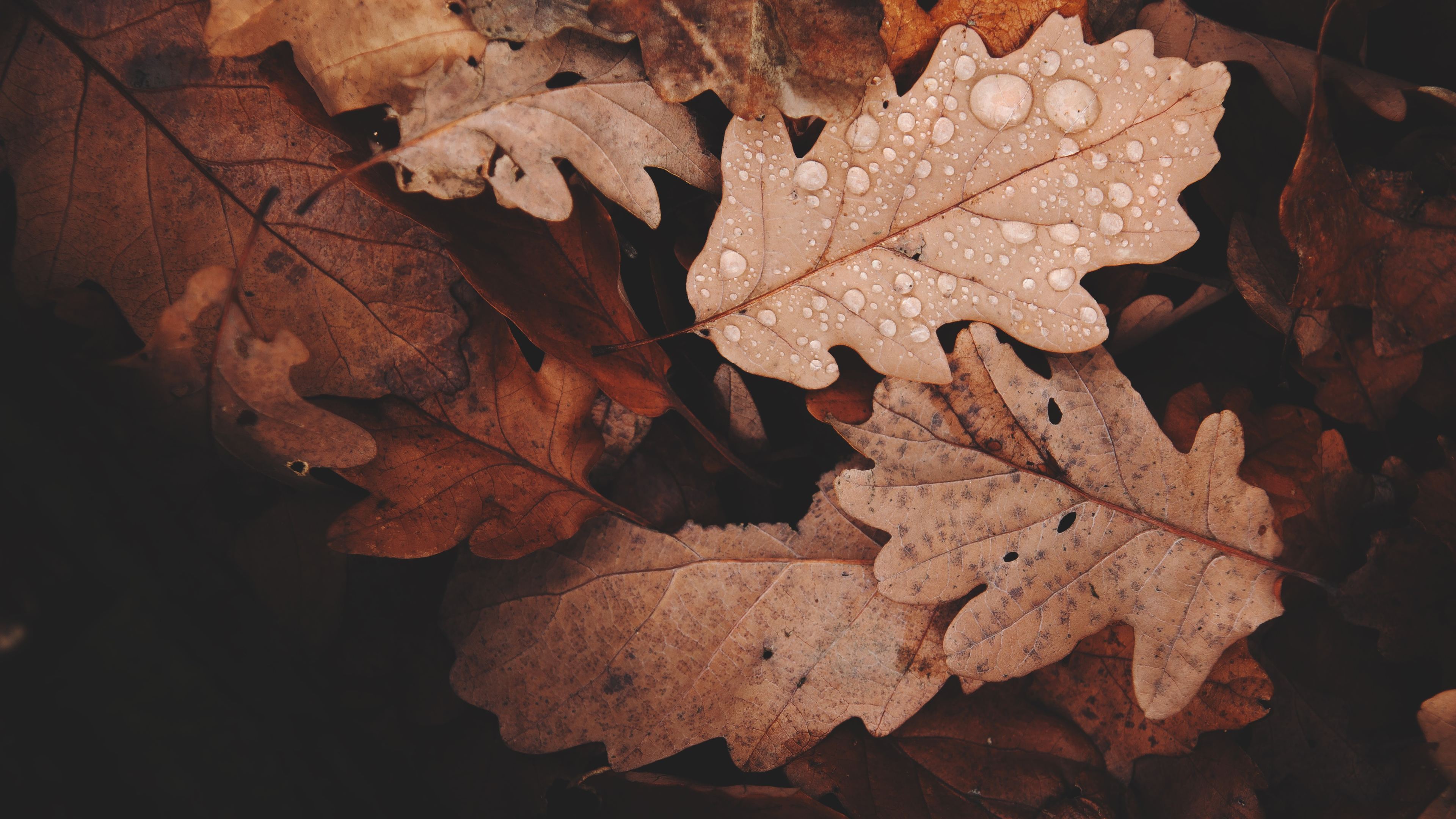 golden leaves 4k 1540144679