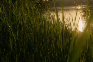 grass 4k sunset 1540133782