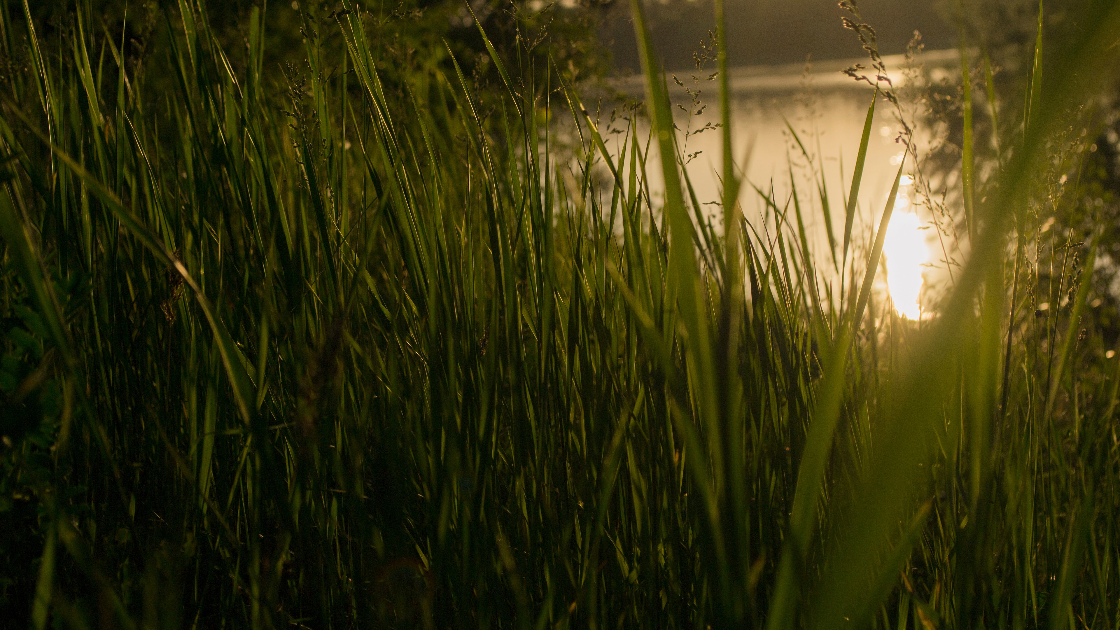 grass 4k sunset 1540133782