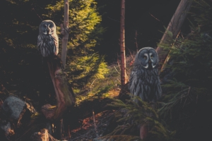 great grey owl owl predator bird forest 4k 1540574703