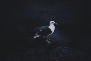 gull bird dark background 4k 1540574618