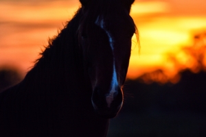 horse silhouette ears mane sunset 4k 1540574603