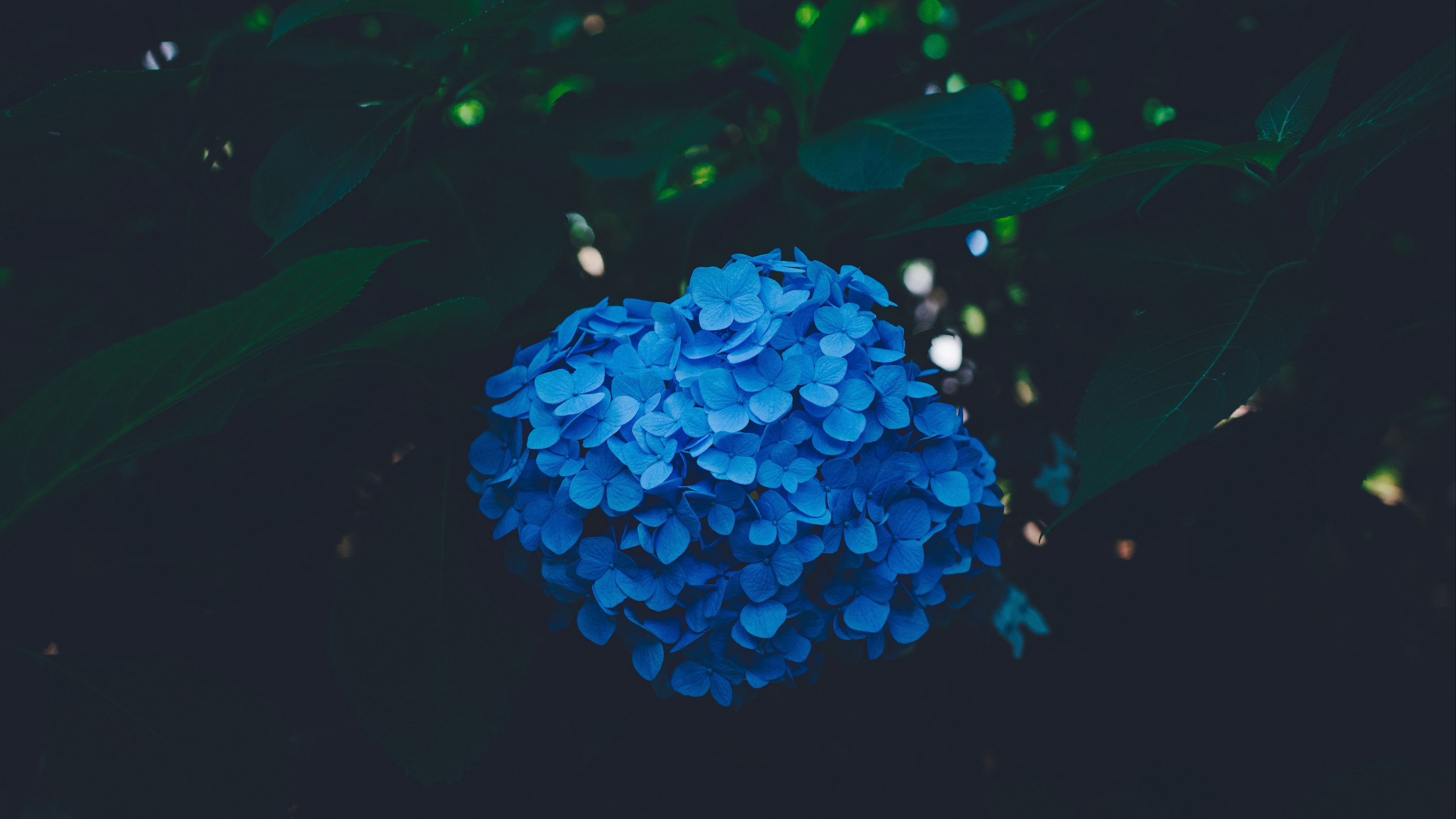 hydrangea blue bush inflorescence 4k 1540575779