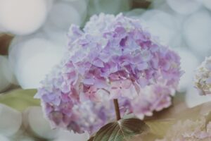 hydrangea inflorescence glare blur 4k 1540064103