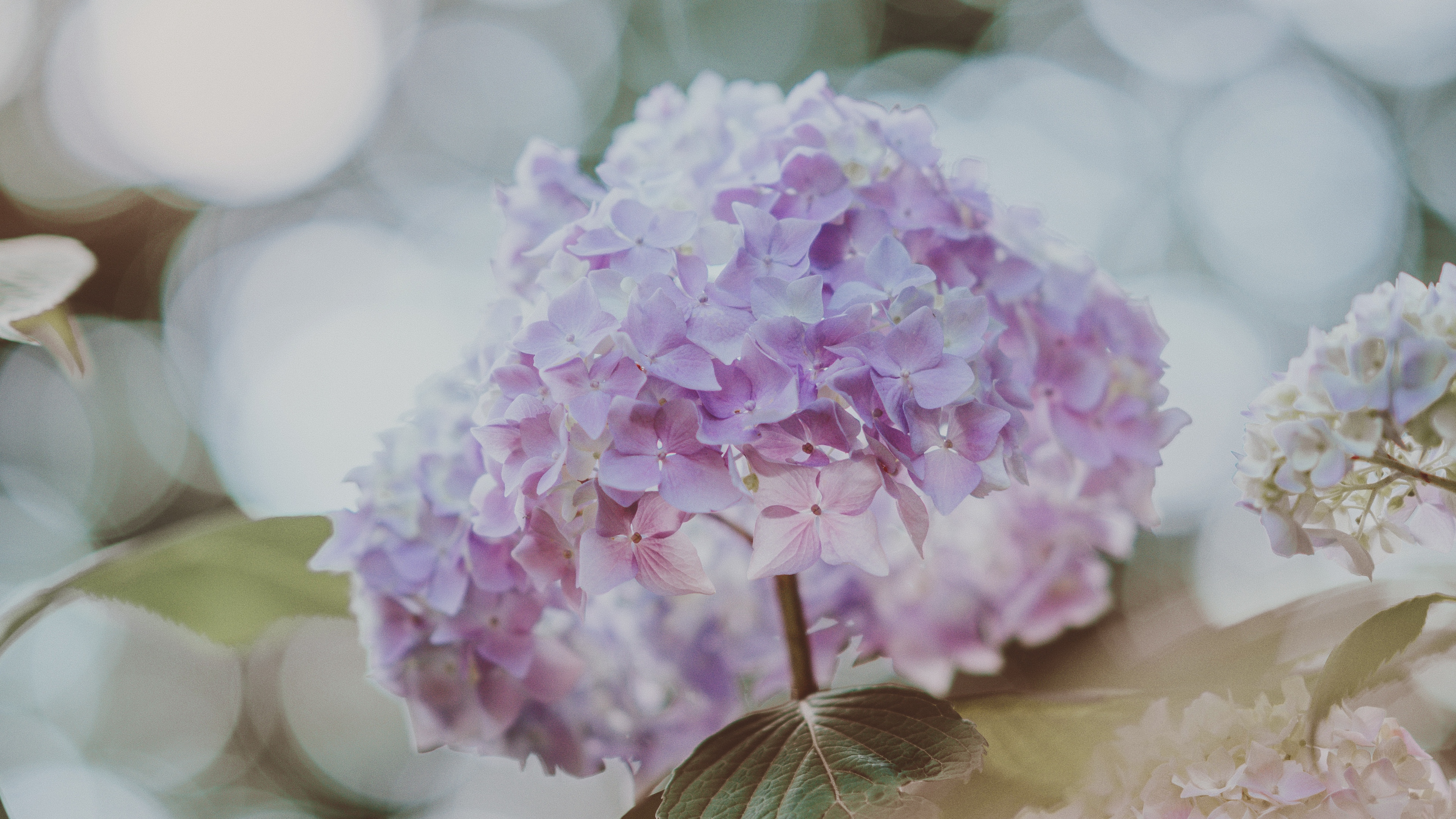 hydrangea inflorescence glare blur 4k 1540064103