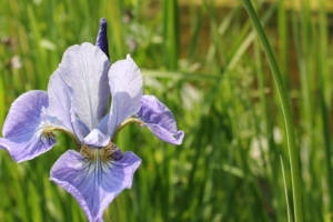 iris flower herb grass close up 4k 1540064137