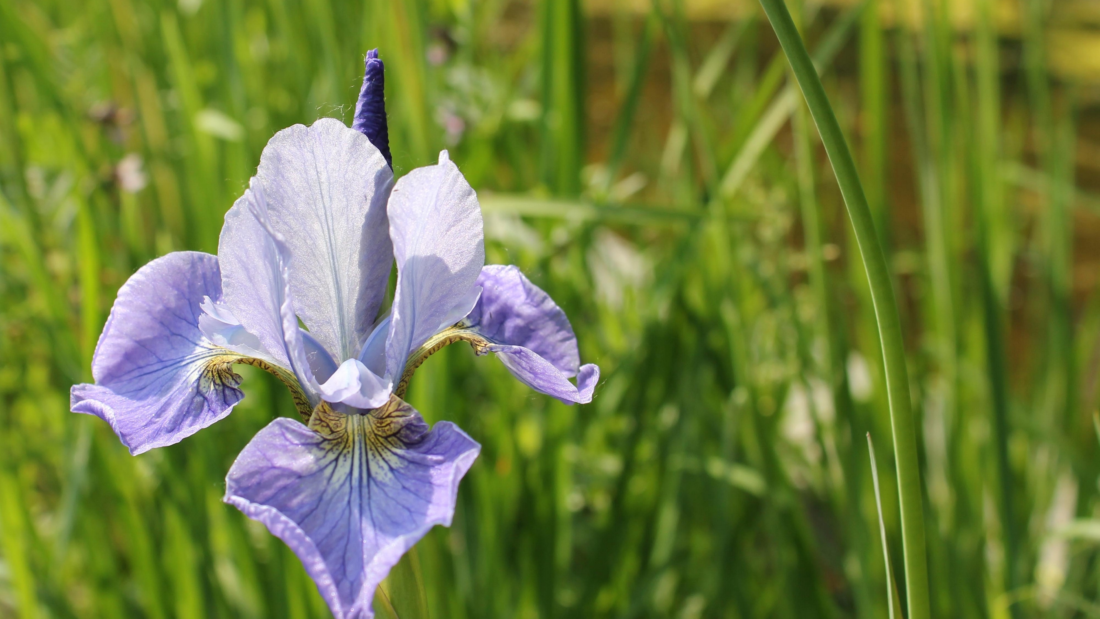 iris flower herb grass close up 4k 1540064137