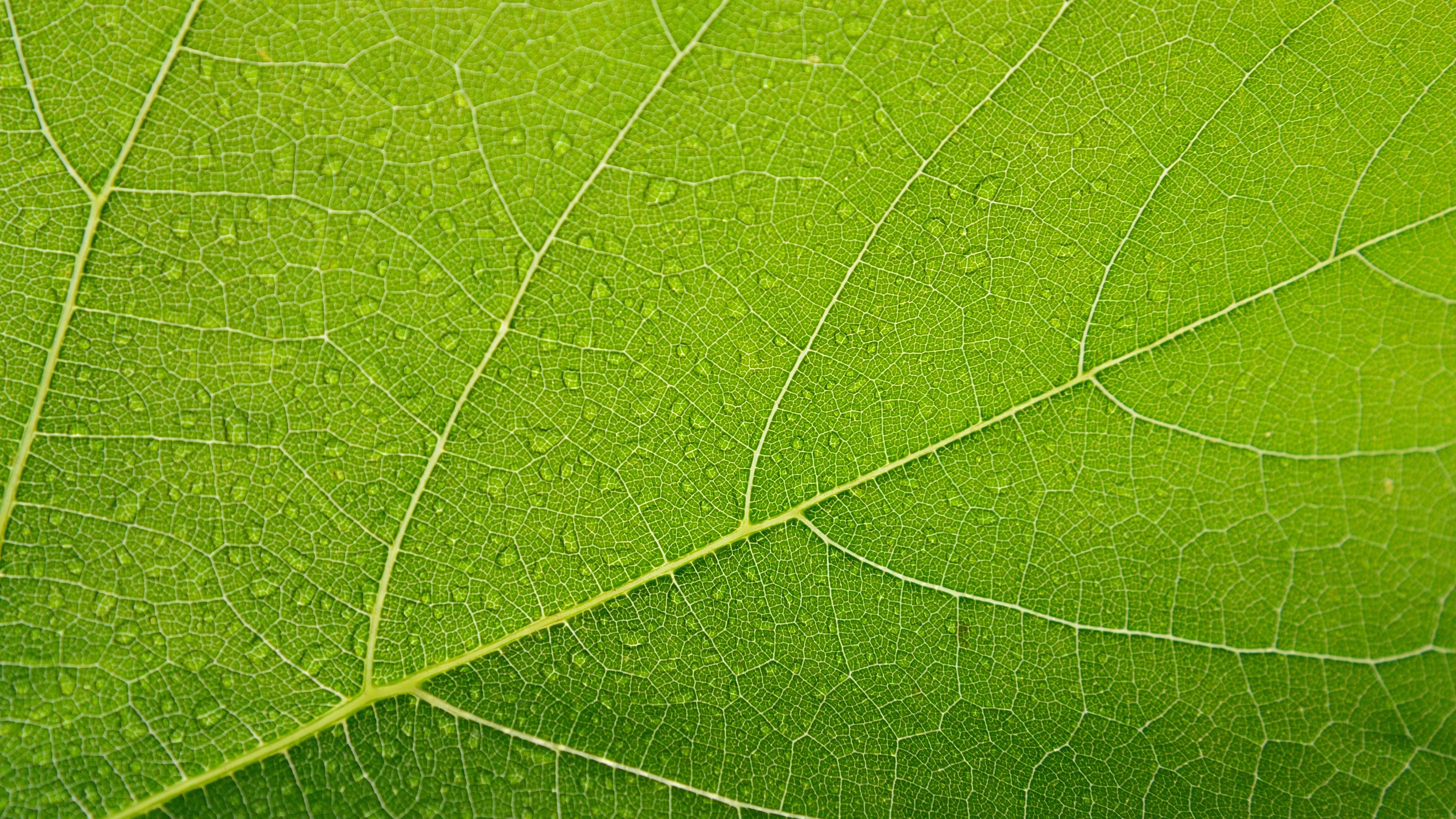 leaf 4k plane background 4k 1540134567