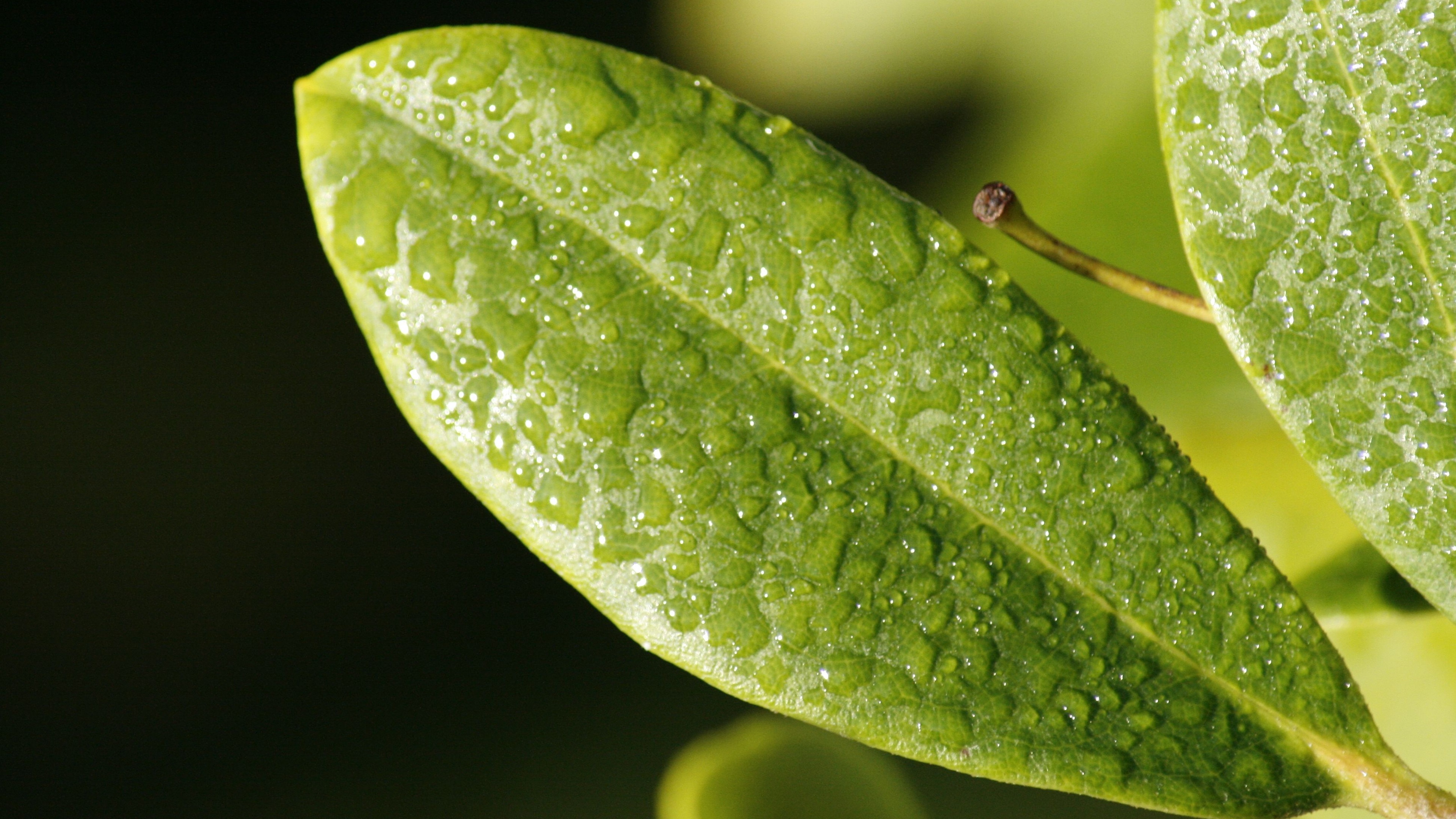 leaf drop dew surface 4k 1540131100