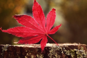 leaf red 4k 1540131744