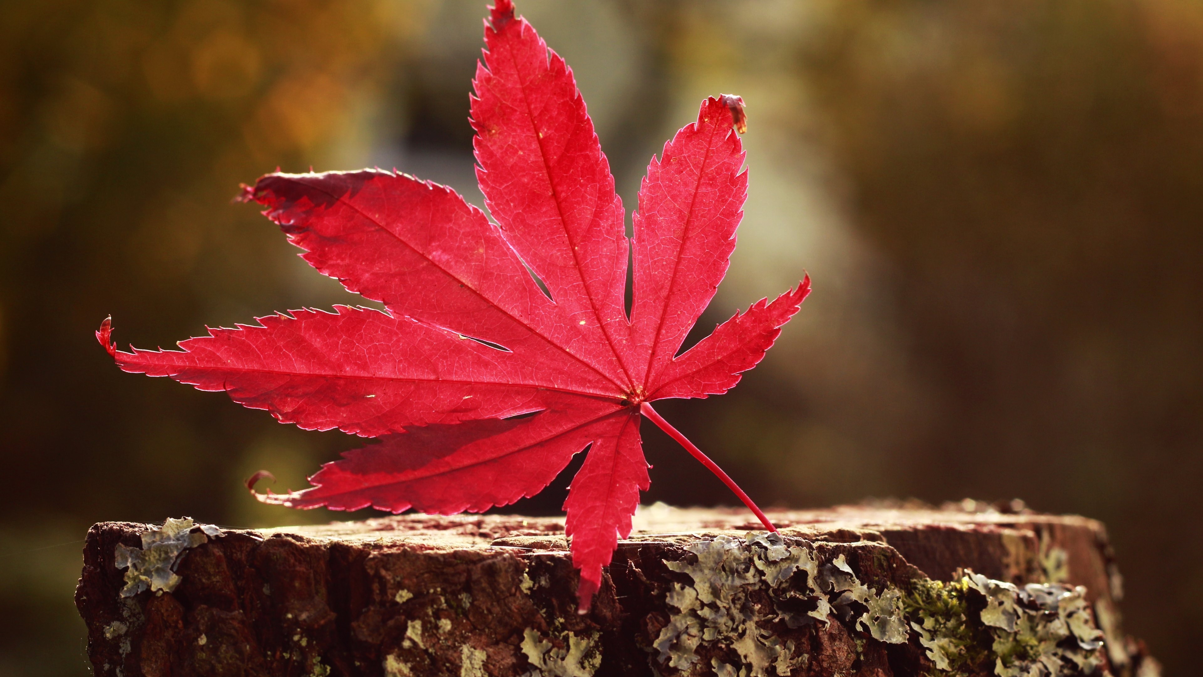 leaf red 4k 1540131744