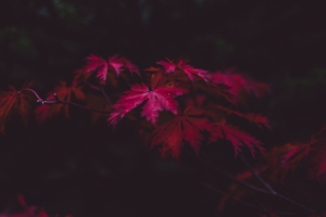 leaves autumn branches blur carved 4k 1540145825