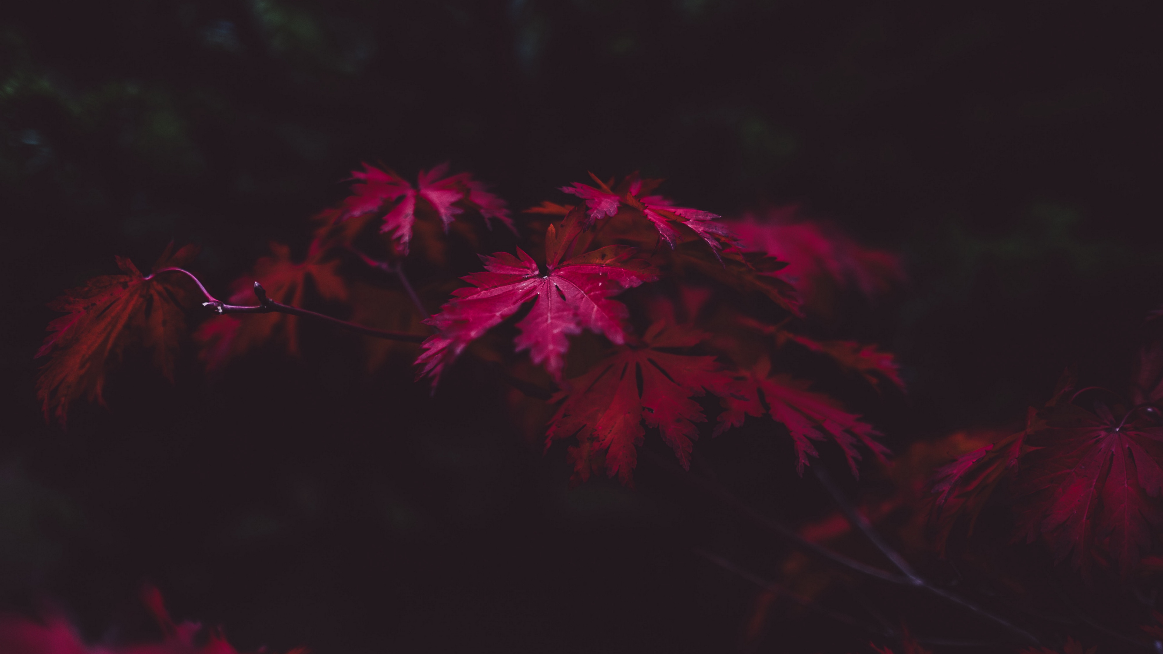 leaves autumn branches blur carved 4k 1540145825