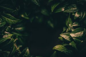 leaves dark plant green blur closeup 4k 1540145832