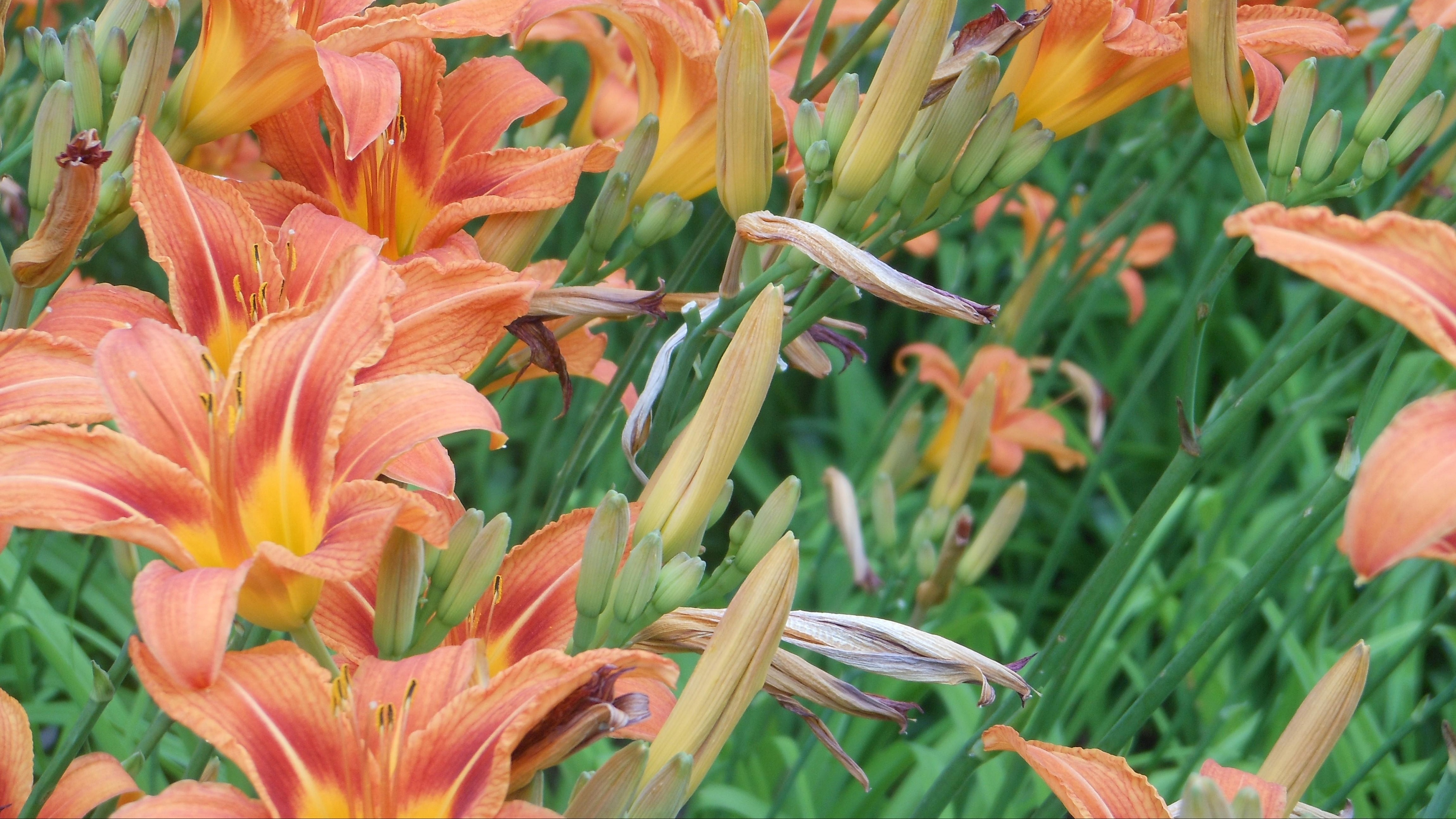 lilies flowers flowerbed green summer 4k 1540064141