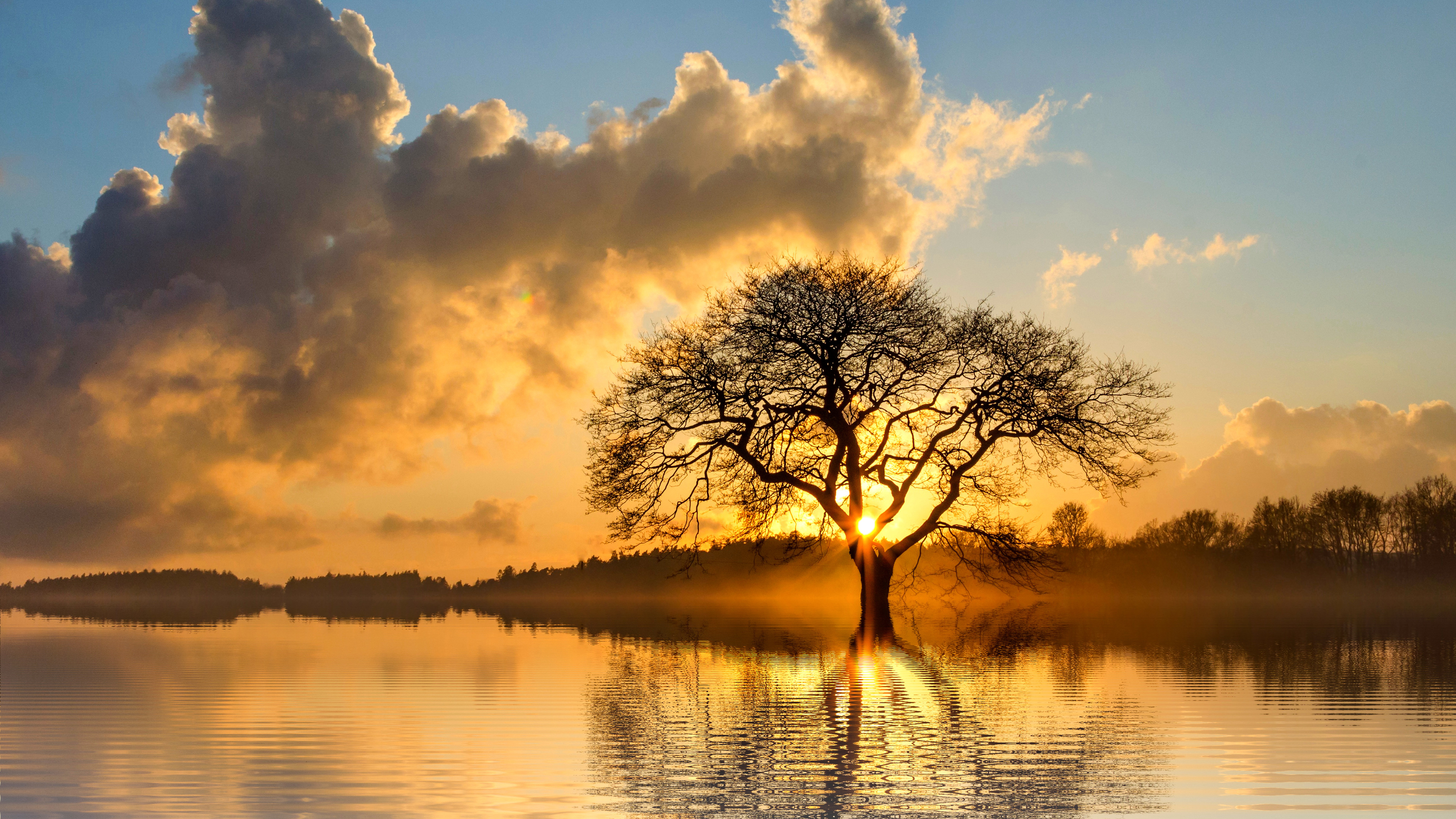 lone tree in lake 4k 1540136453