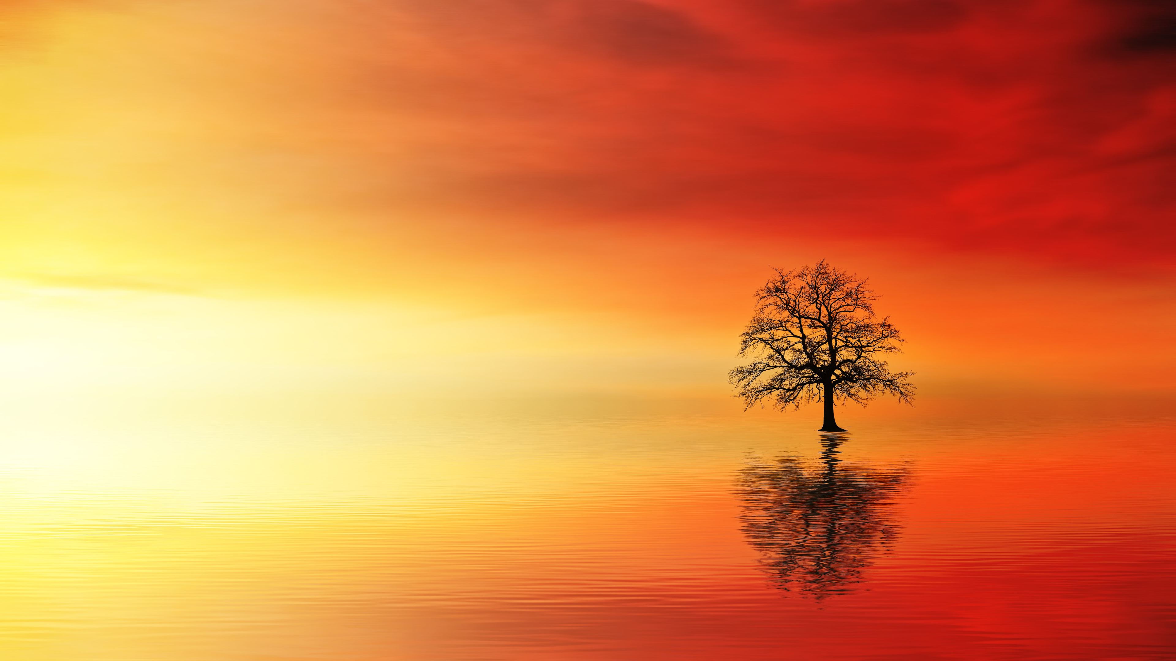 lone tree in water at dusk 1540136541