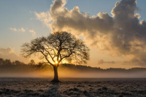 lone tree oak 4k 1540134297