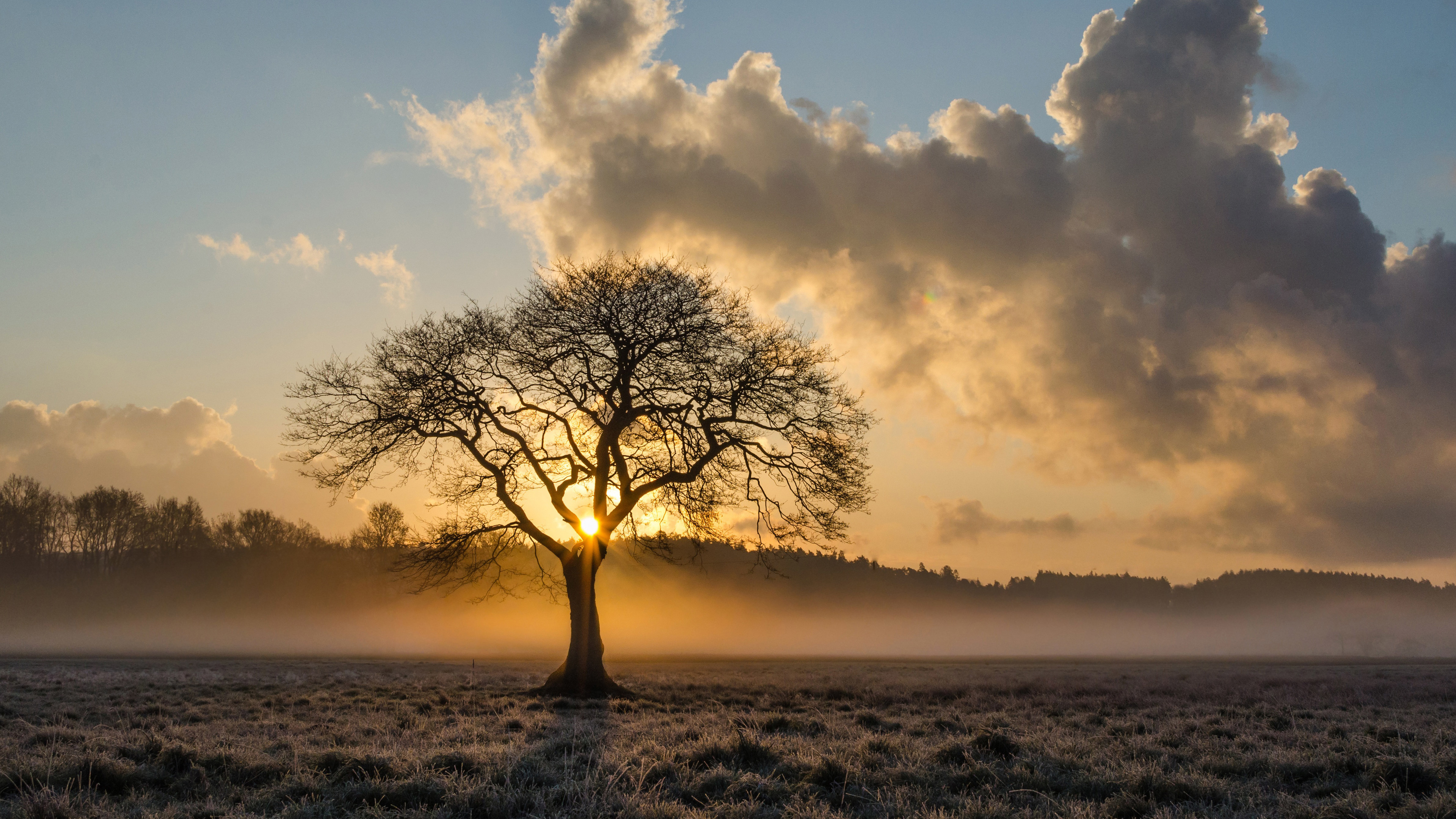 lone tree oak 4k 1540134297