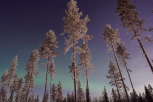 long pine trees winter northern lights 4k 1540143382