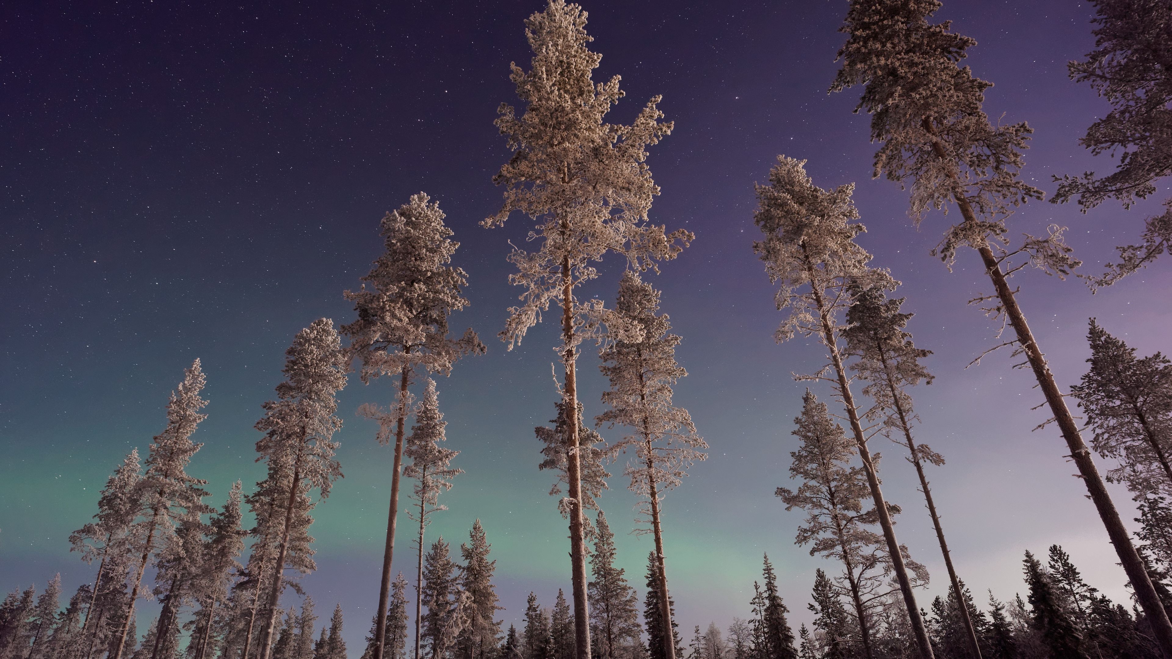 long pine trees winter northern lights 4k 1540143382