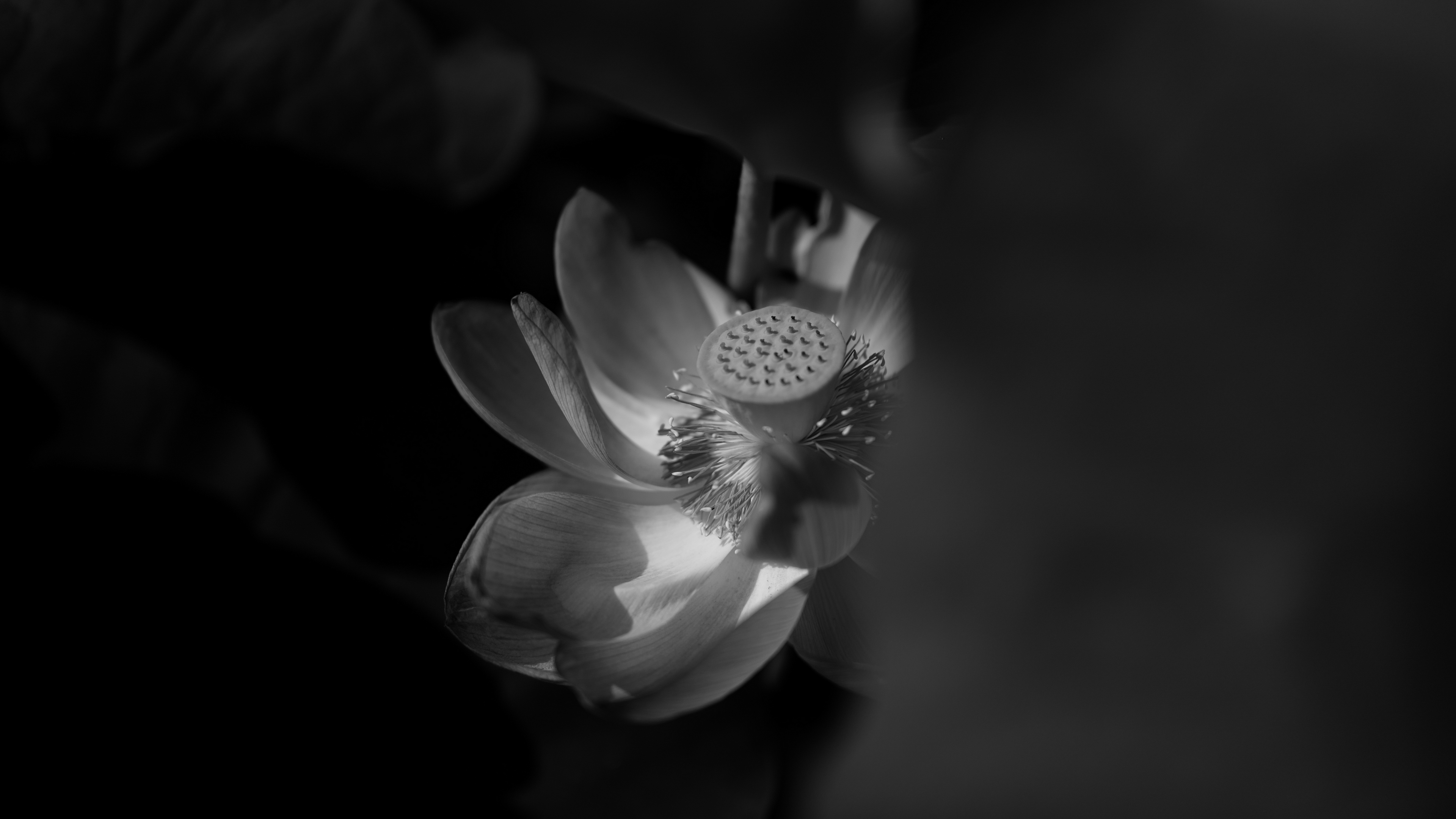 lotus bw bloom flower 4k 1540575937