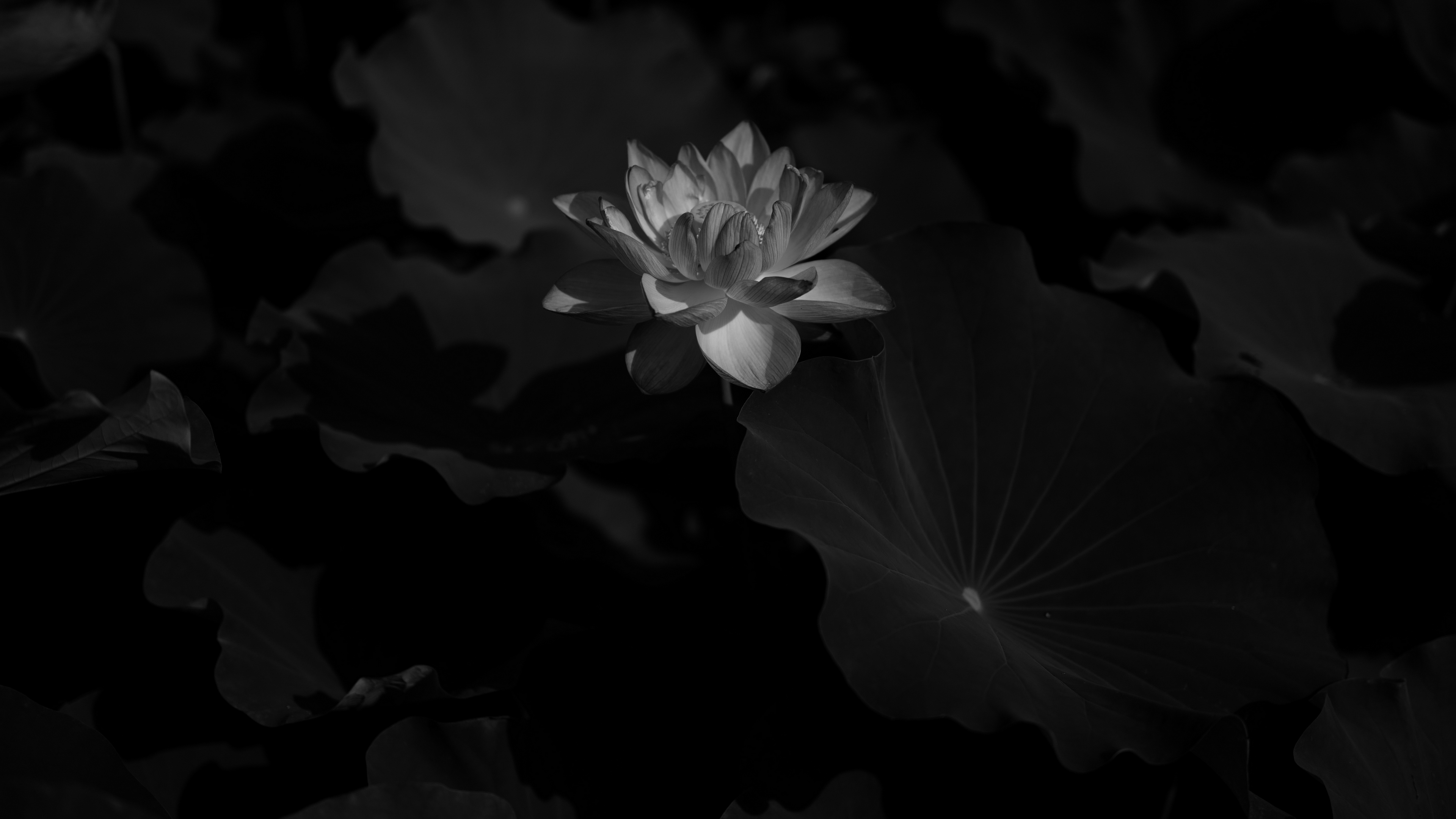 lotus bw bloom flower leaves 4k 1540575933