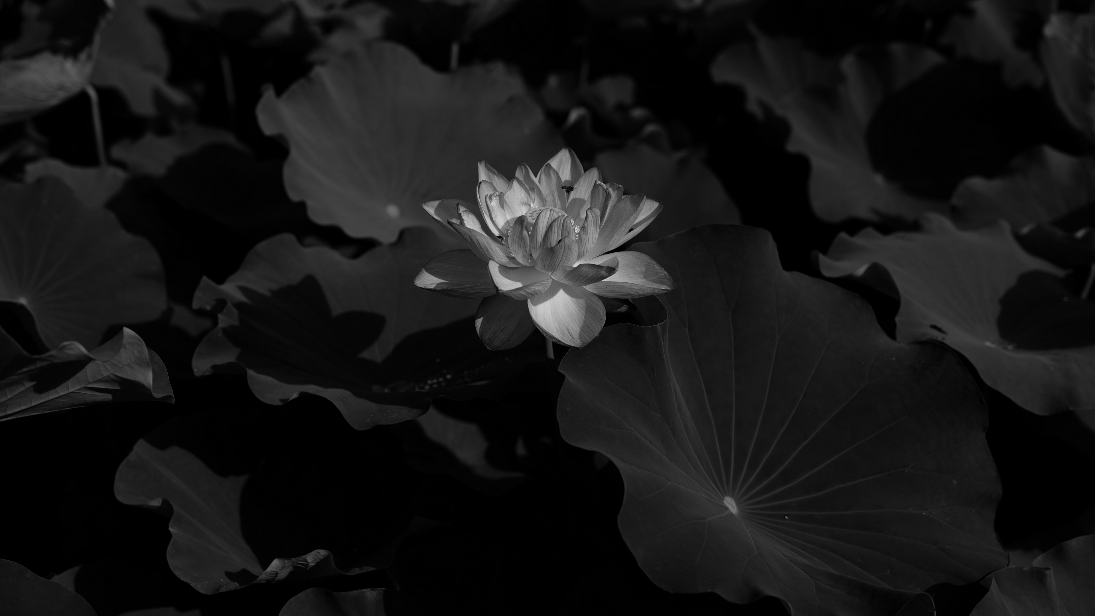 lotus bw leaves blossoms 4k 1540575169