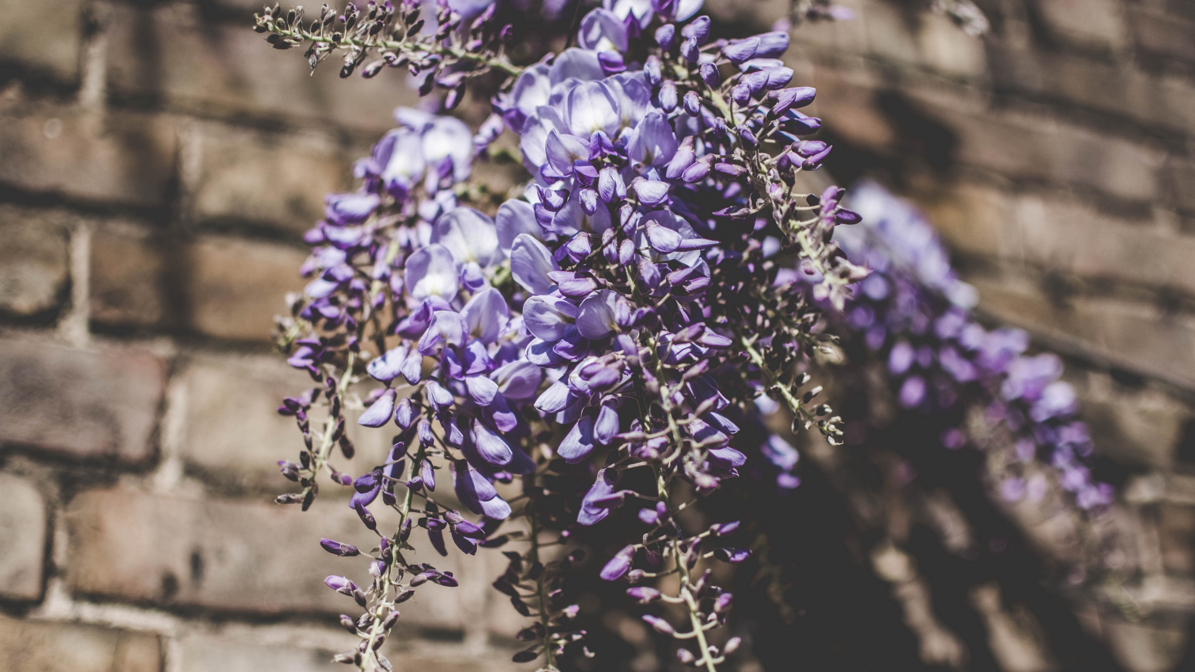 lupines bouquet light 4k 1540064423