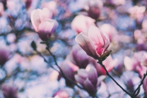 magnolia pink branches blossom 4k 1540064366