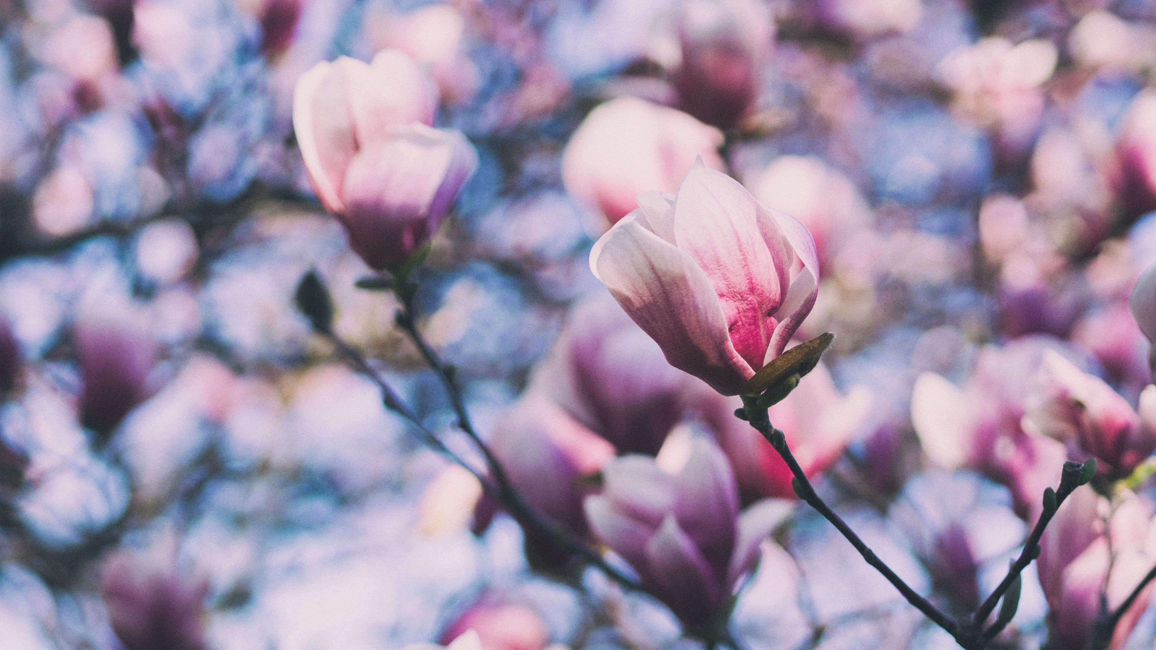 magnolia pink branches blossom 4k 1540064366