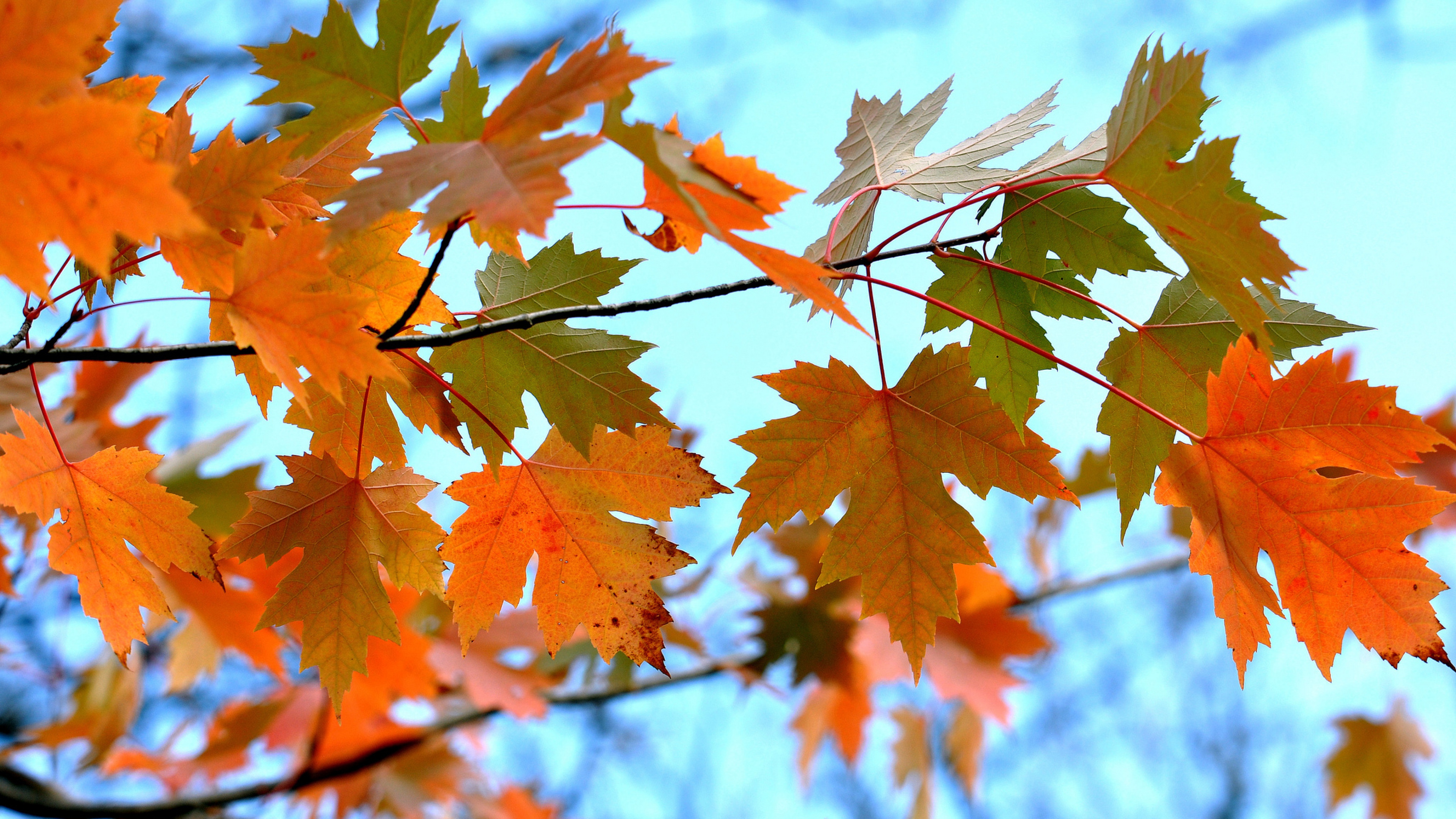 maple leaves branches 4k 1540131092