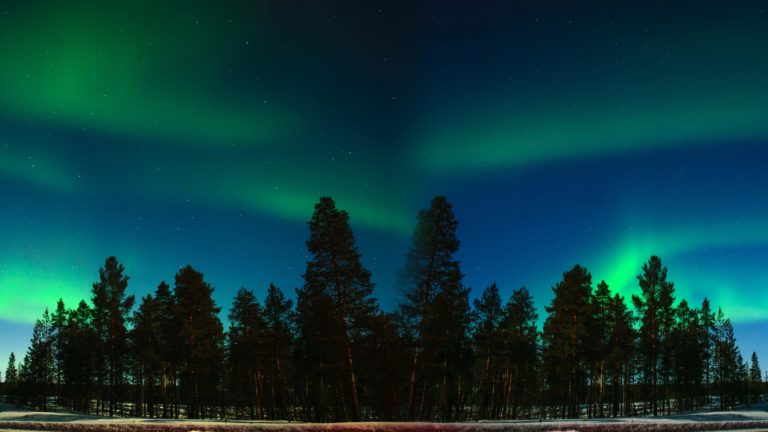 northern lights, aurora, trees, forest, starry sky 4k Wallpaper 4K