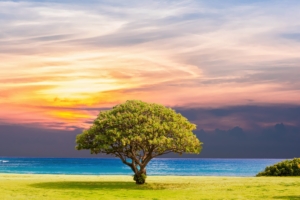 ocean summer tree landscape 4k 1540134109