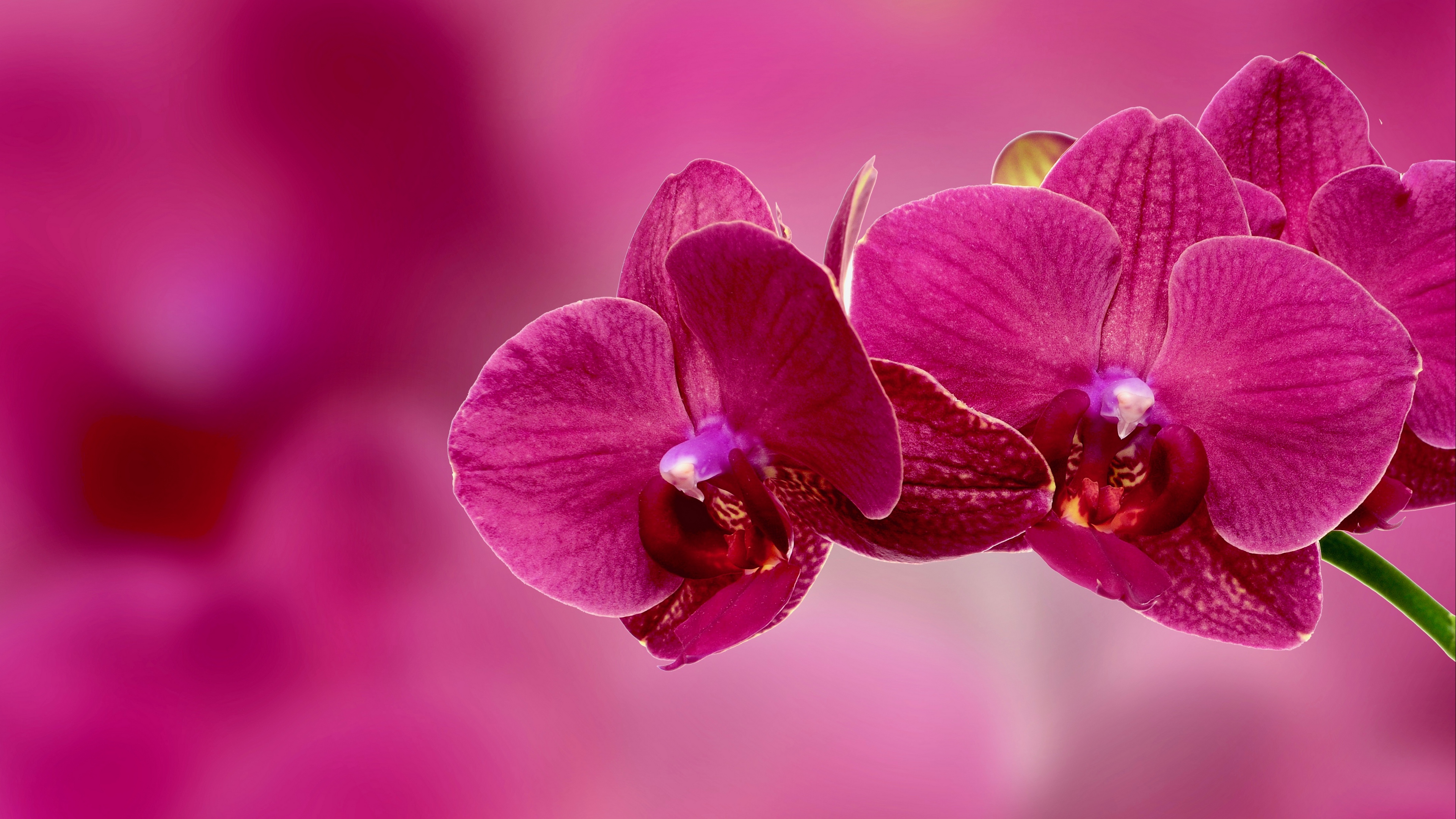 orchid flower petals pink 4k 1540065139