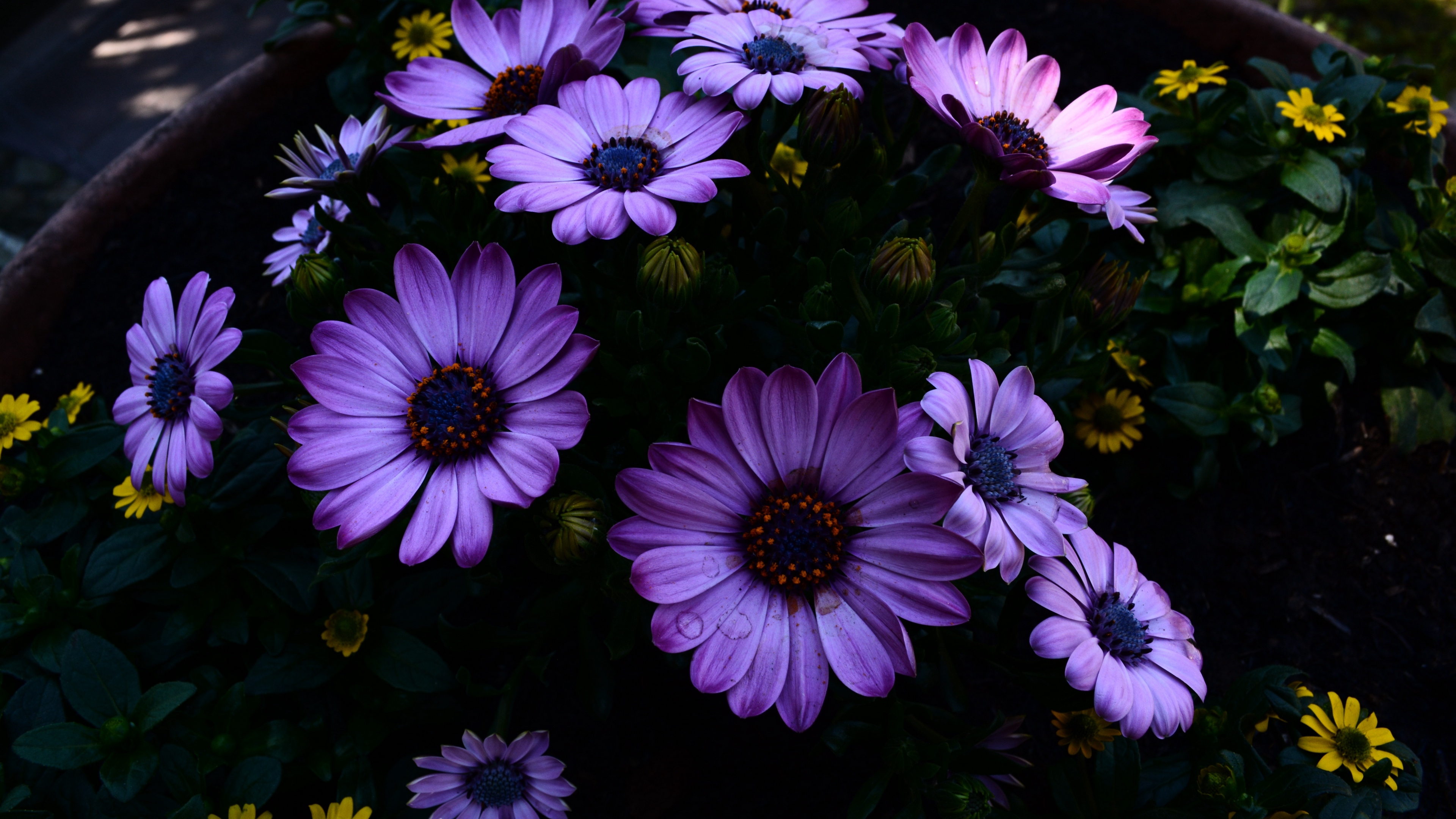 osteospermum flowerbed blooming 4k 1540064967