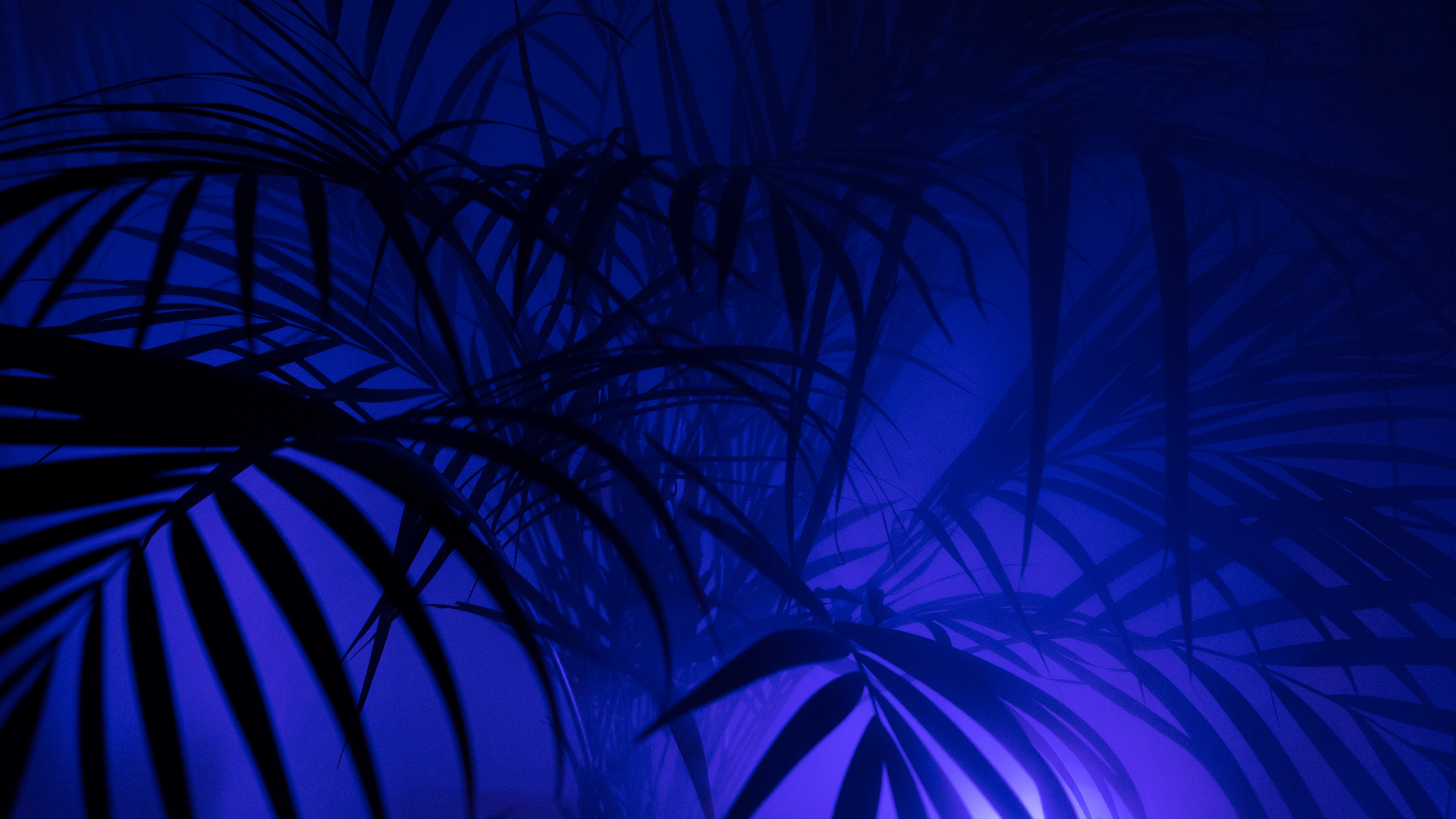 palm tree silhouettes leaves branches 4k 1540576163