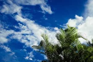 palms leaves sky clouds tropics 4k 1540145421