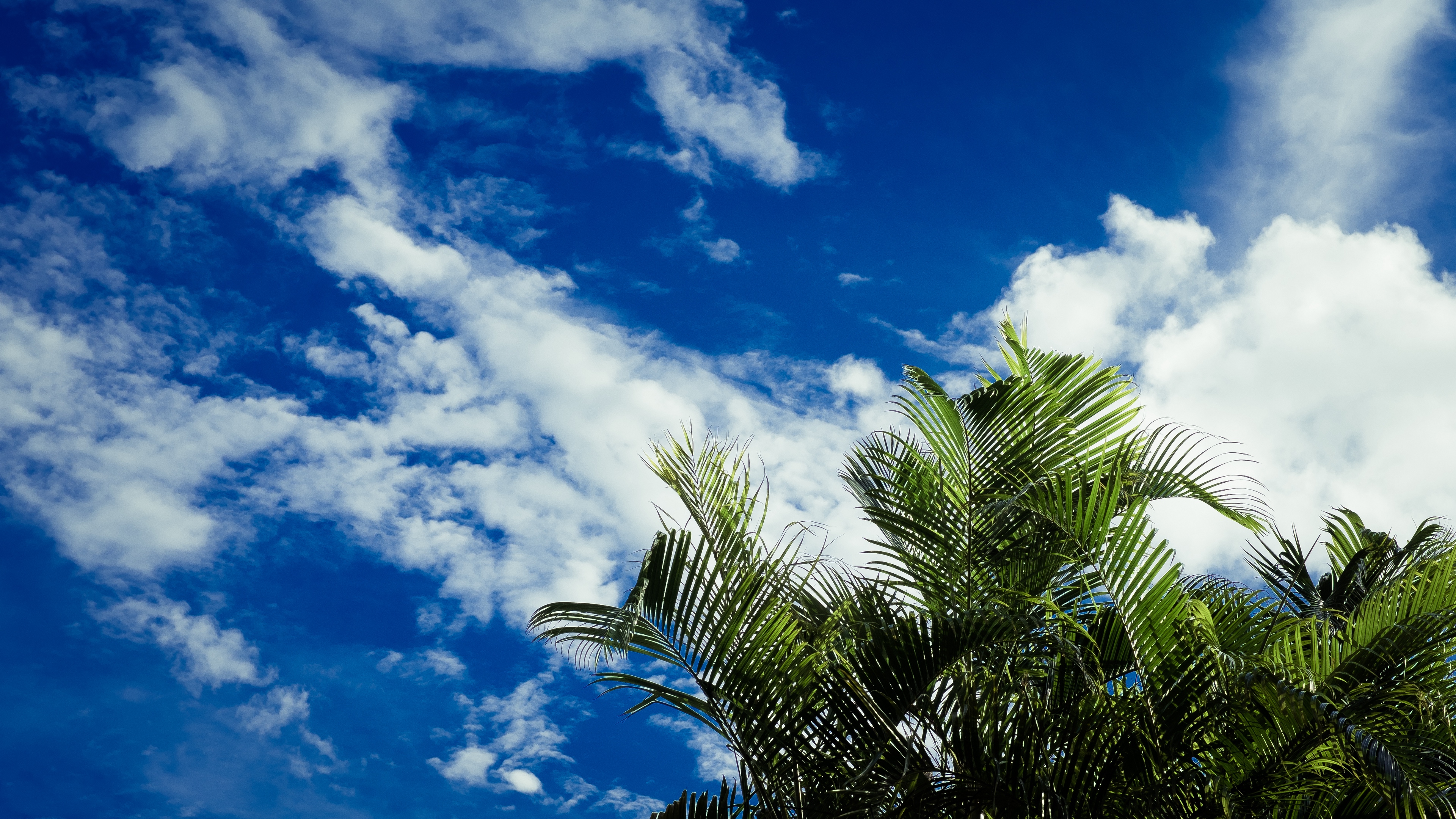 palms leaves sky clouds tropics 4k 1540145421