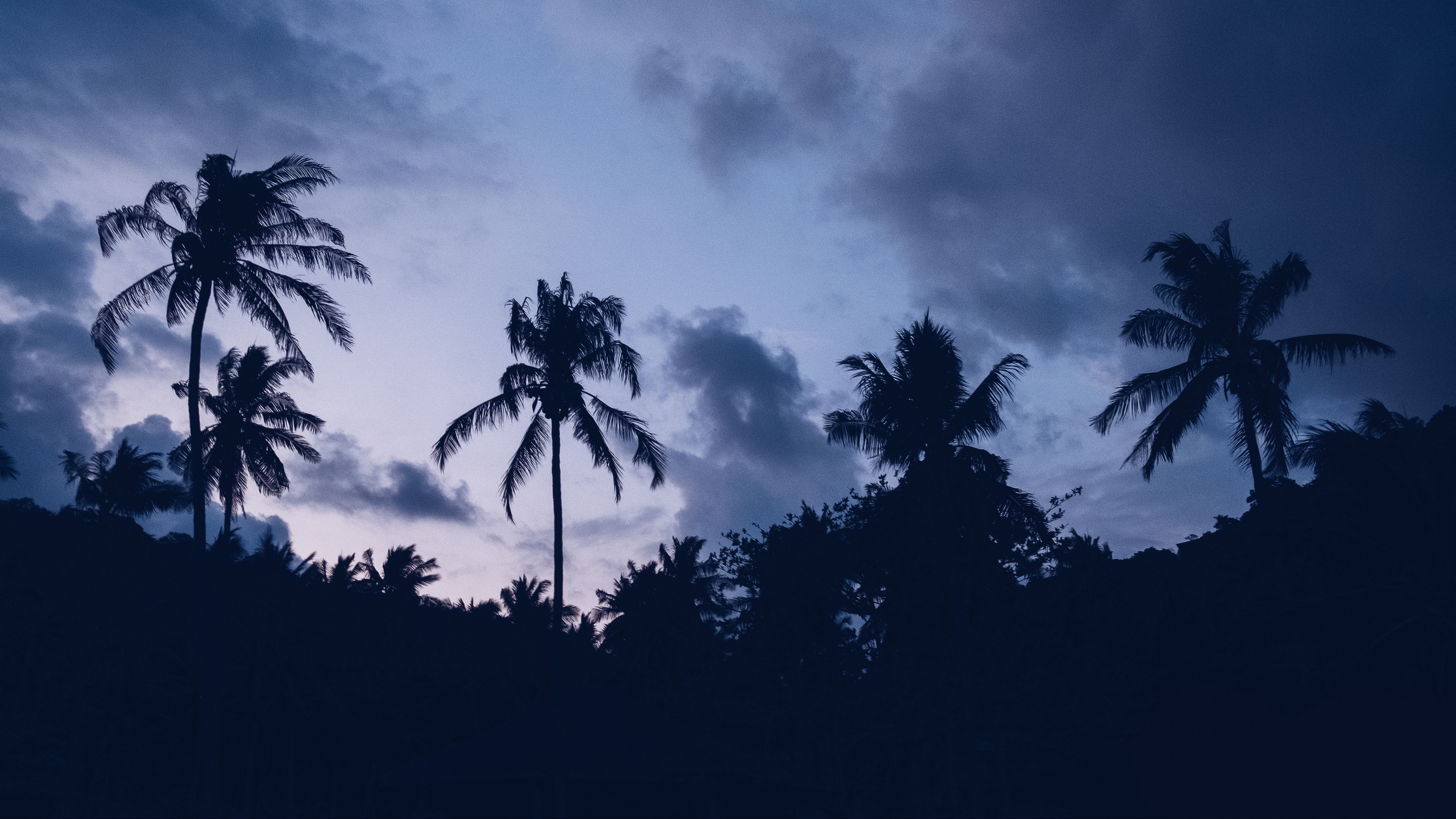 palms night clouds 4k 1540576458