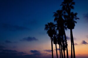 palms night sky 4k 1540576059