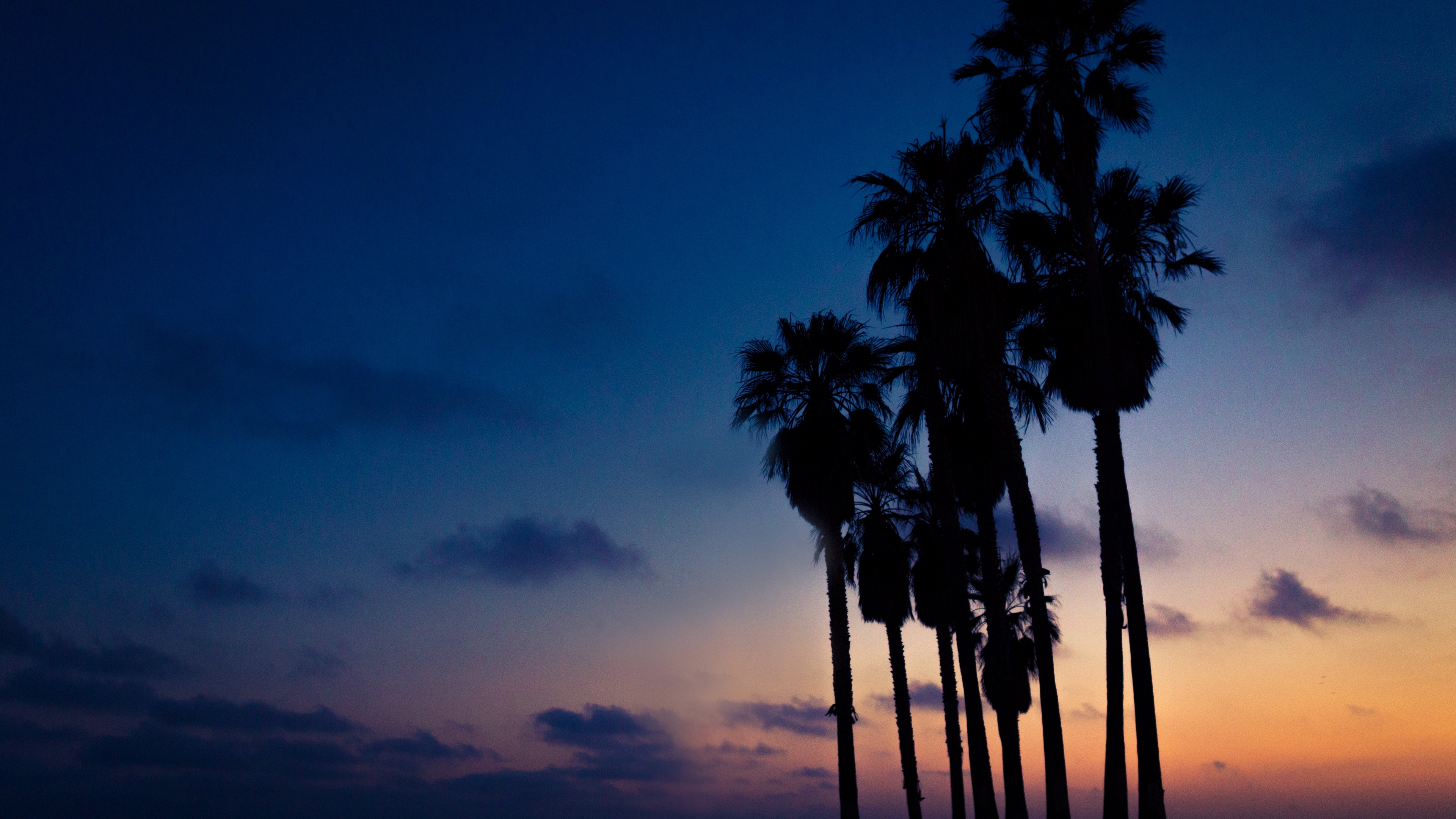 palms night sky 4k 1540576059