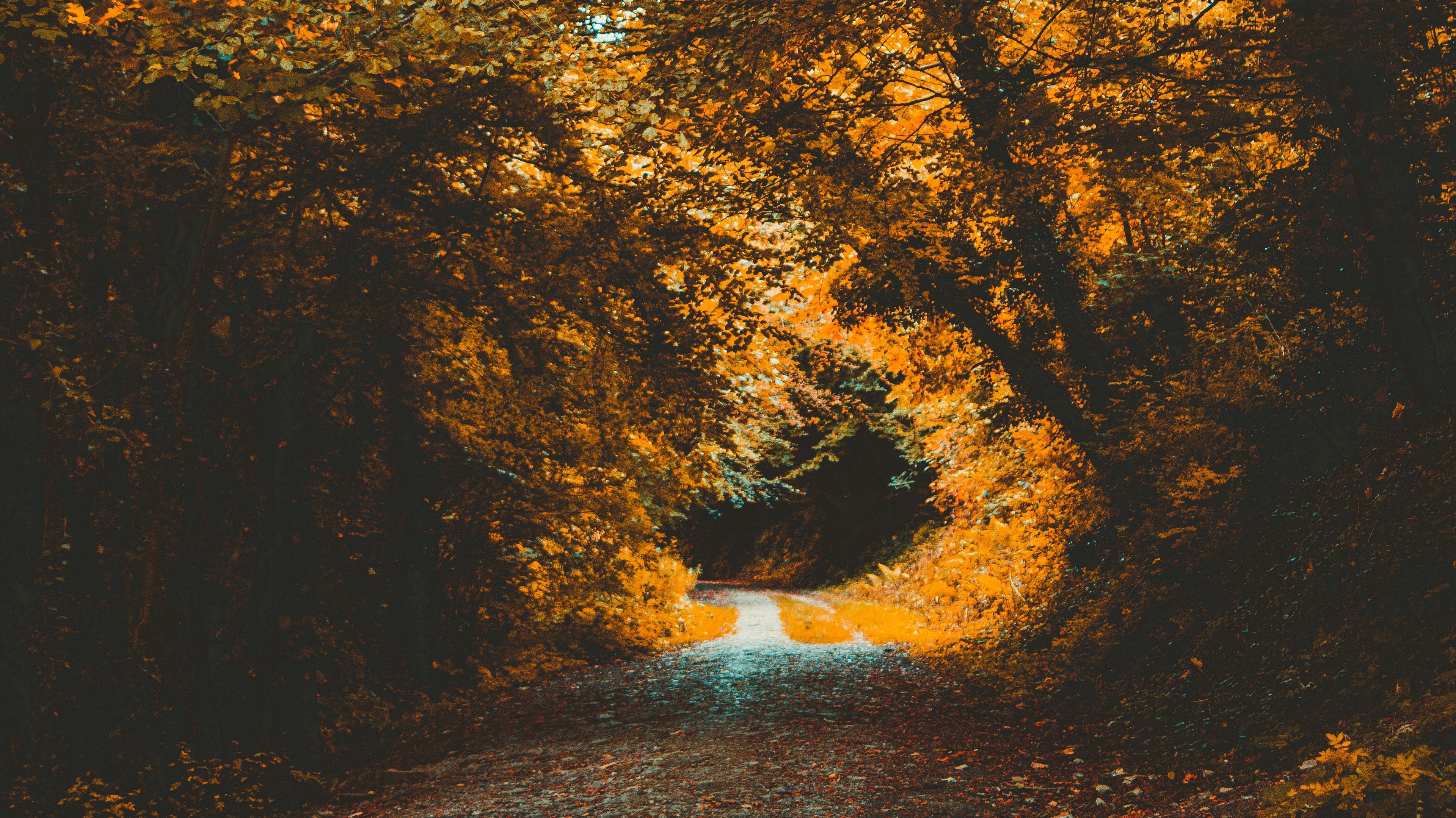 park autumn path forest foliage trees 4k 1540145827