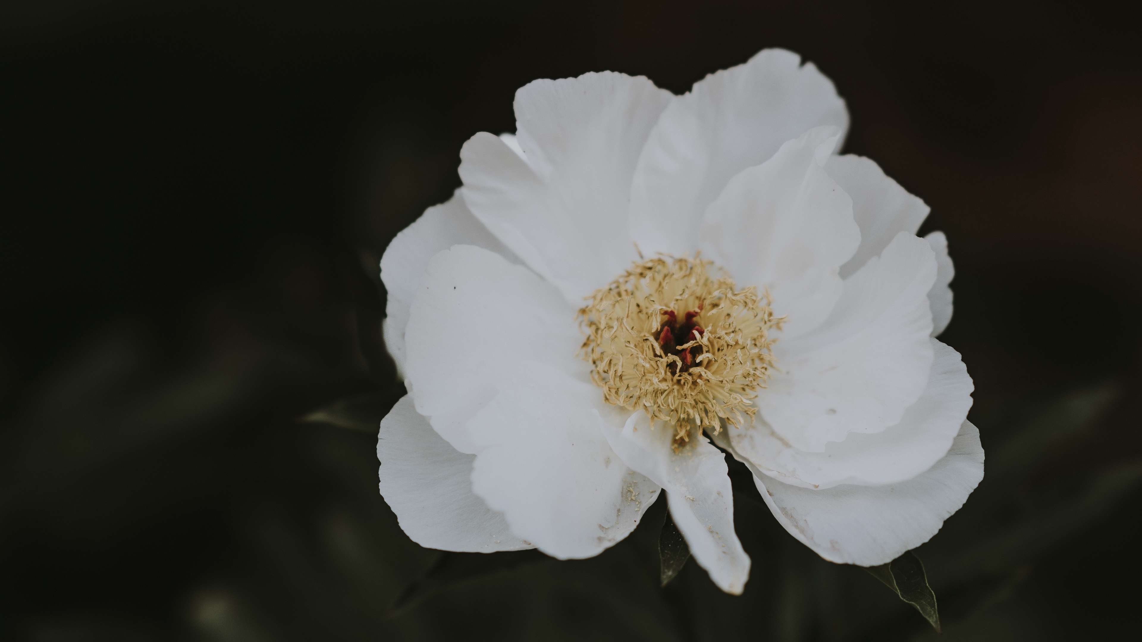 peony flower white close up motion blur 4k 1540064510